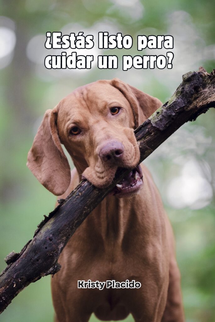 ¿Estás listo para cuidar un perro?